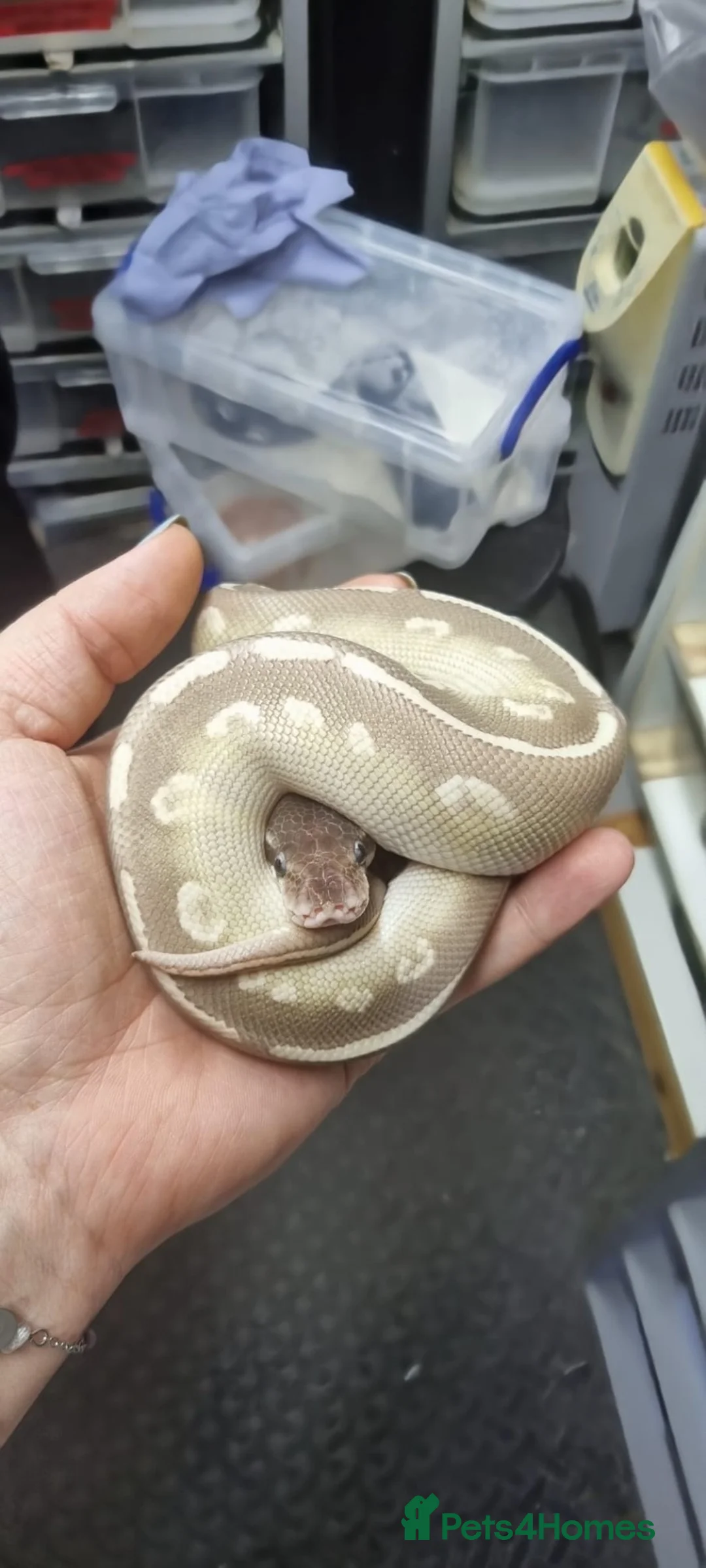 Python Snake reptiles for sale: Purple passion royal python - Advert 1