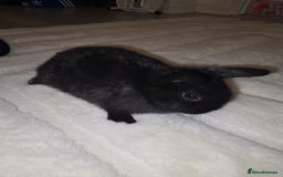 Mini Lop rabbits for sale: Mini lop rabbits  - Image 2