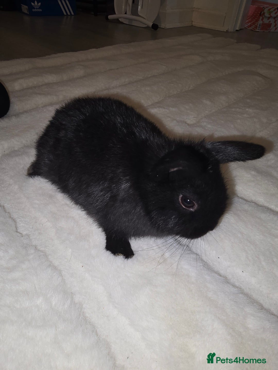 Mini Lop rabbits for sale: Mini lop rabbits  - Image 2