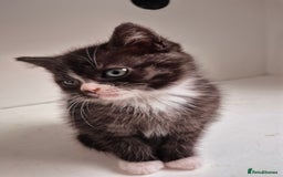 Persian cats for sale: ⭐️Beautiful Persian X Kittens⭐️ - Image 7