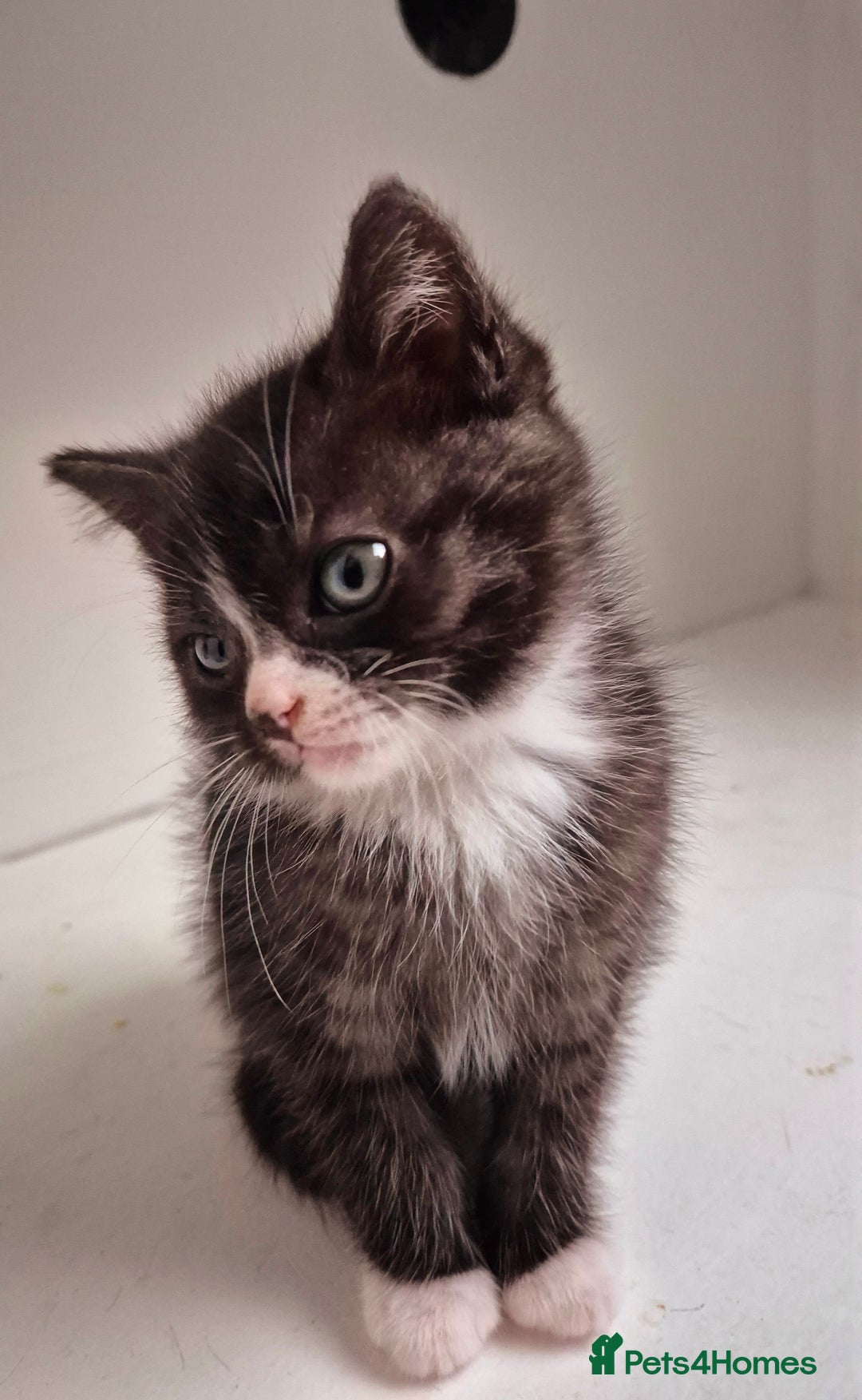 Persian cats for sale: ⭐️Beautiful Persian X Kittens⭐️ - Image 7