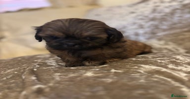 Shih Tzu dogs - Advert 13