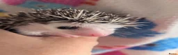 Pygmy Hedgehog rodents for sale: Gorgeous Reduced Hoglets available NOW!!!! - Advert 23