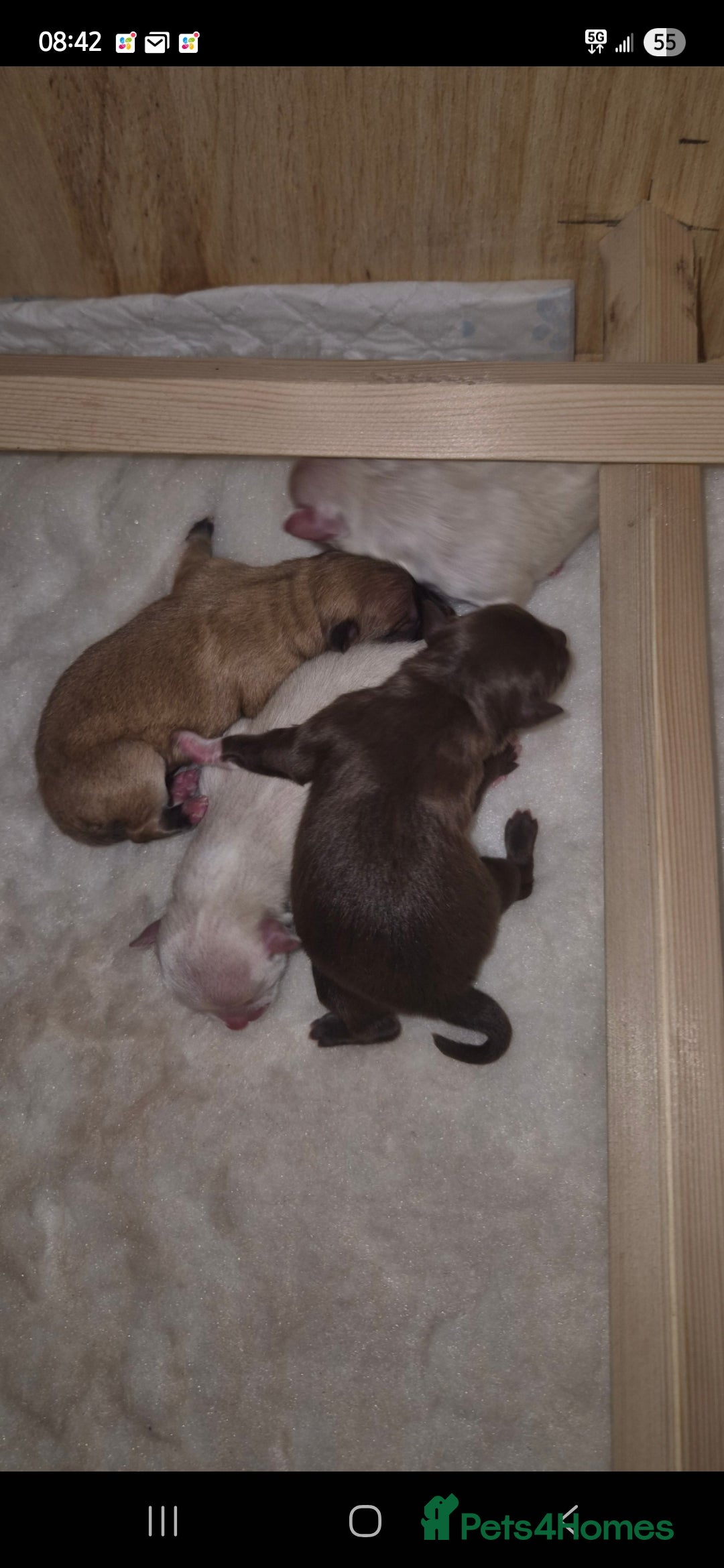 Pomeranian dogs for stud: Kc Pomeranian Male For STUD DUTIES - Advert 14