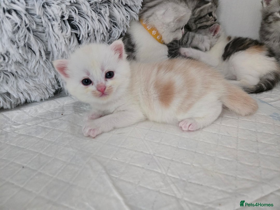 Persian cats for sale: Persian babies x - Image 9