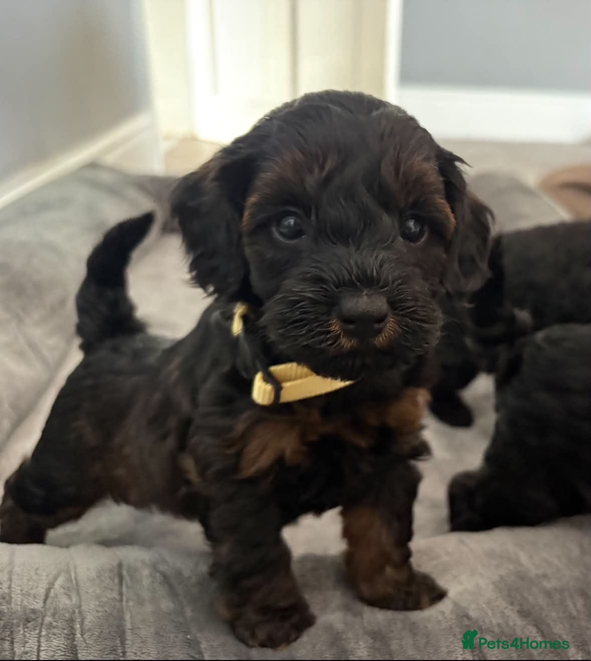 Cockapoo dogs Stop scrolling we have perfection 👇🐶 - Advert 5