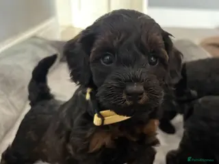 Cockapoo dogs Stop scrolling we have perfection 👇🐶 - Advert 5