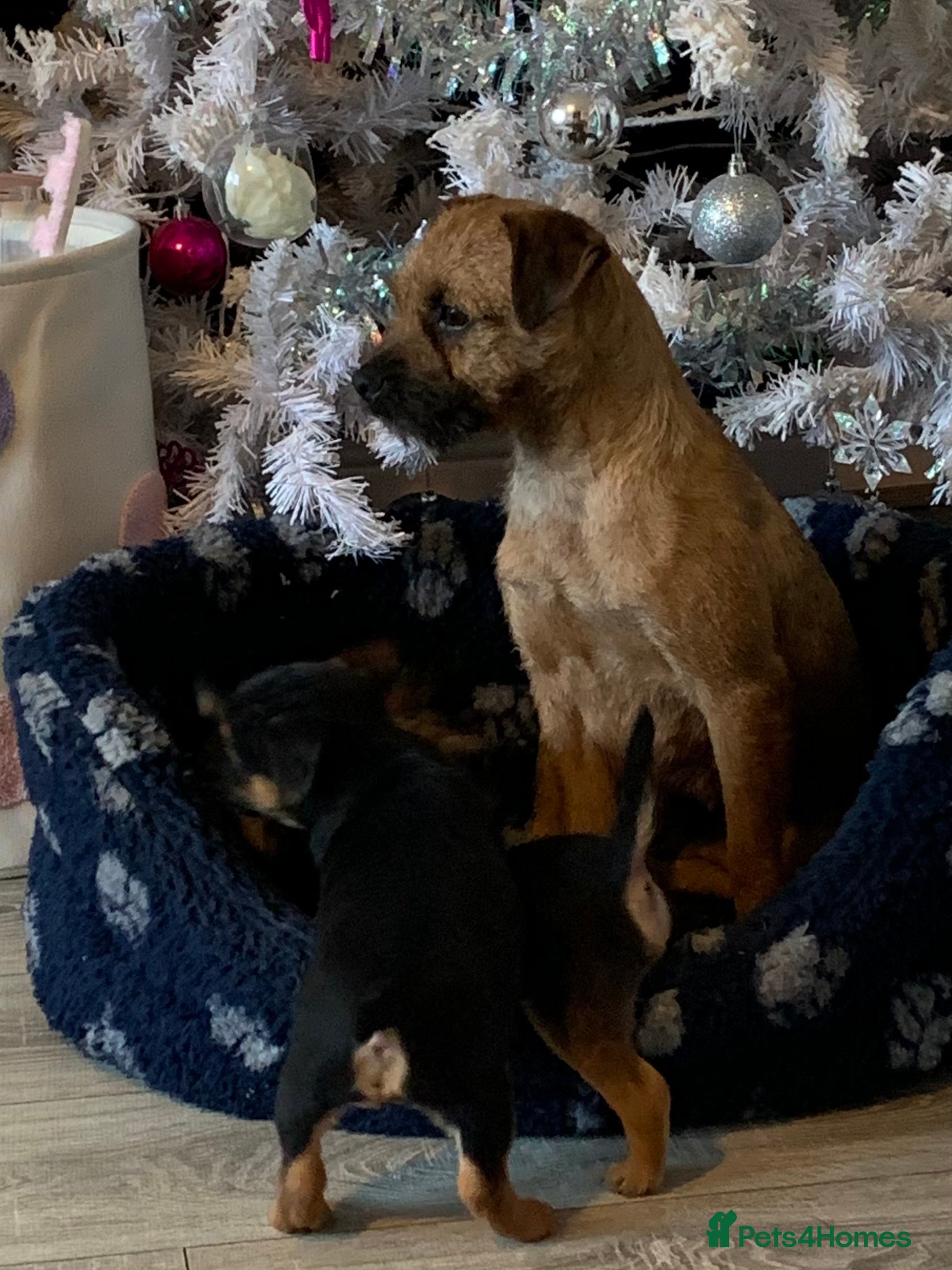 Border Terrier dogs Healthy Companions KC registered  - Advert 1