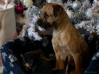 Border Terrier dogs Healthy Companions KC registered - Advert 2