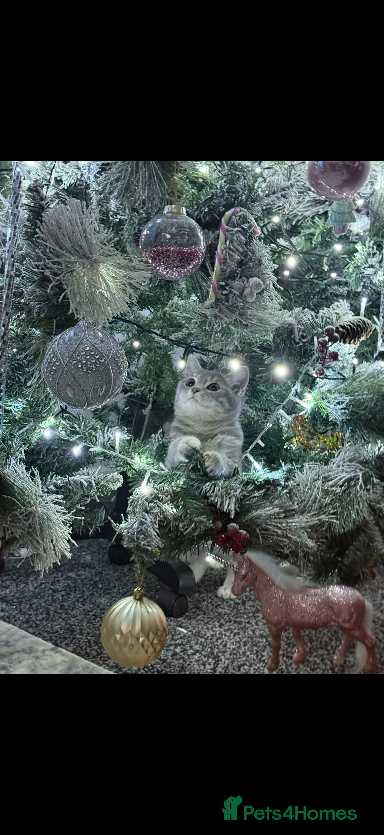 British Shorthair cats Stunning kittens READY NOW  - Advert 3