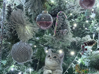 British Shorthair cats Gorgeous British short hair kittens - Advert 1