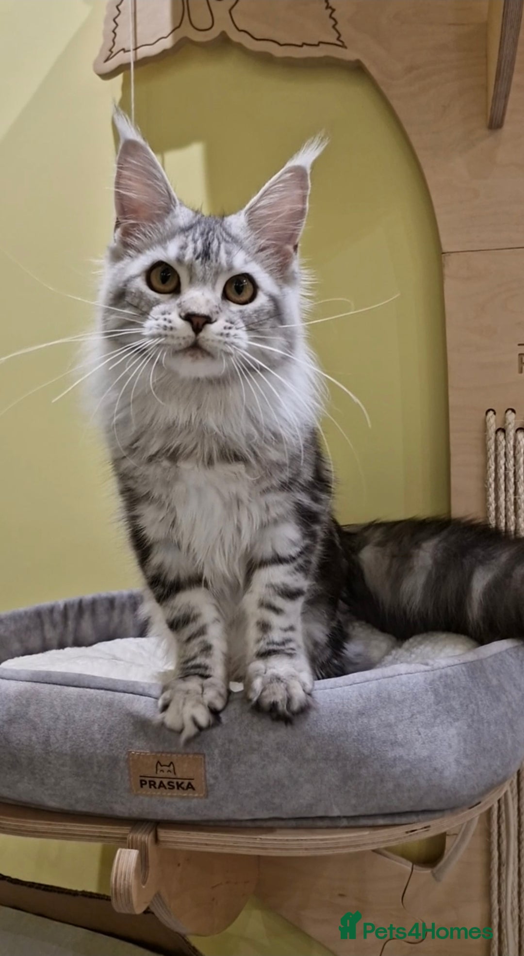 Maine Coon cats for sale: 🌟Exceptional Purebred Maine Coon girls🌟 - Advert 2