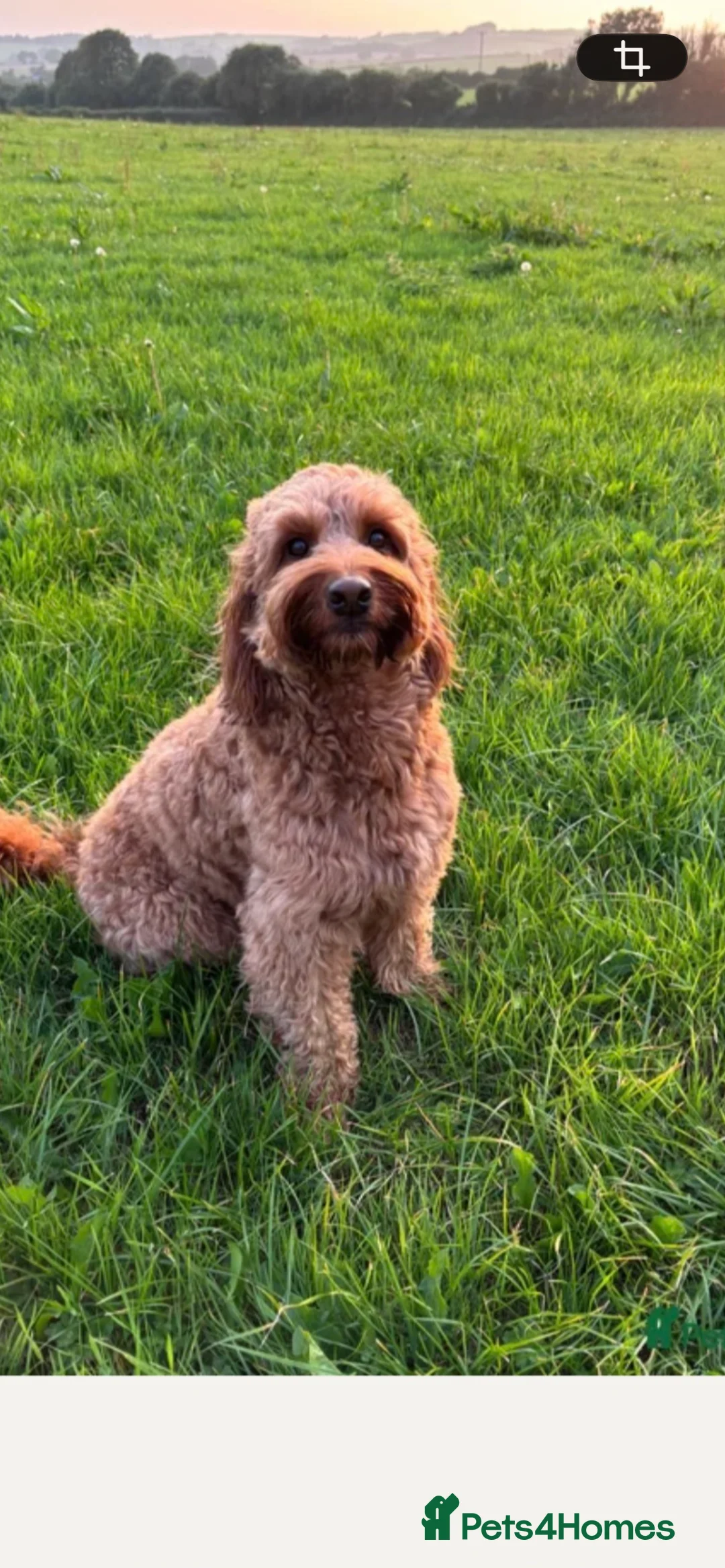 Mixed Breed dogs for sale: Litter Due  - Advert 2