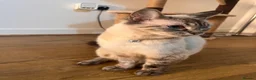Mixed Breed cats for sale: Shayla , mixed breed adult female cat  - Advert 4