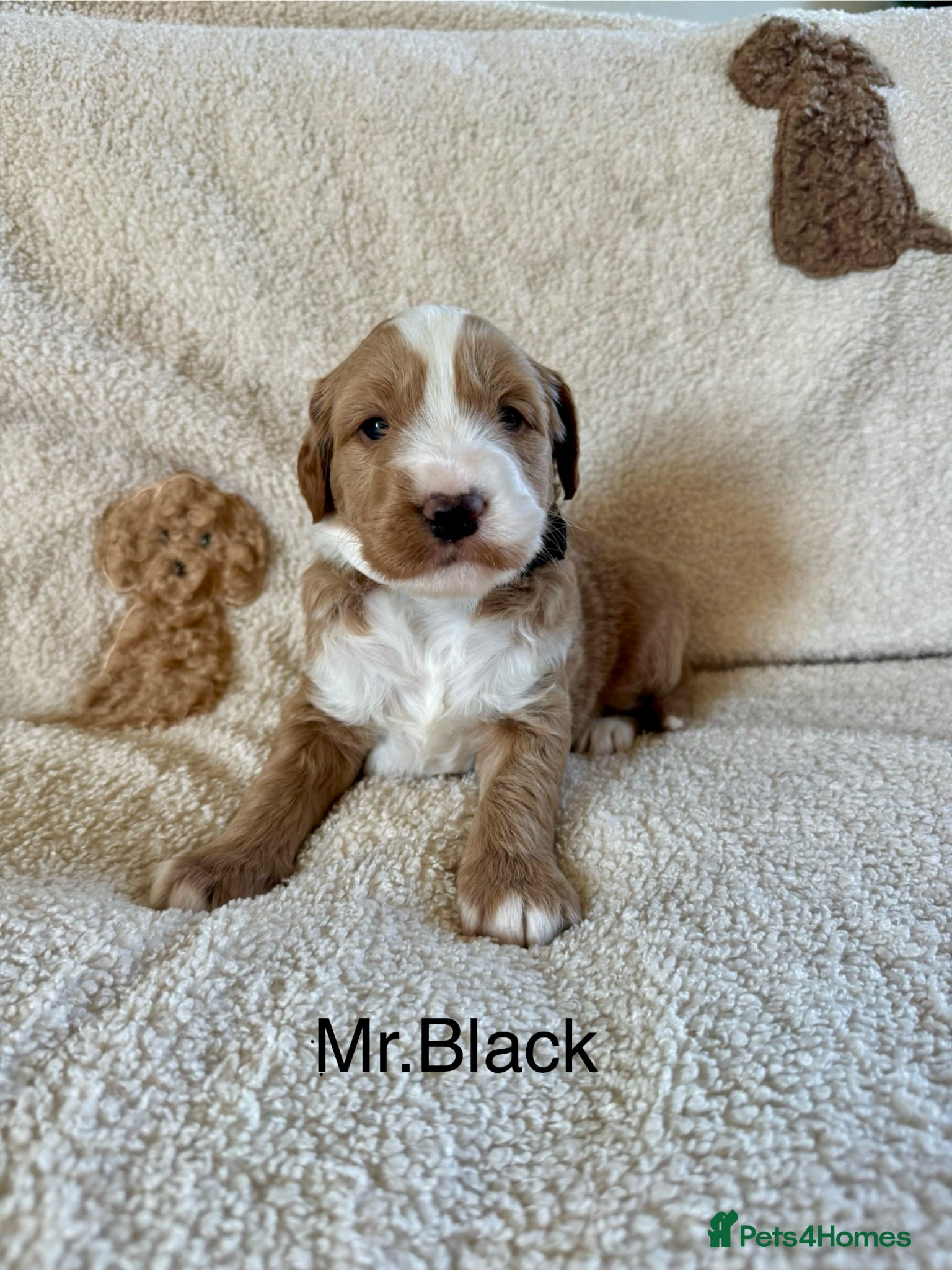 Australian Labradoodle dogs for sale: Gorgeous Tuxedo Marking Australian Labradoodles - Advert 8