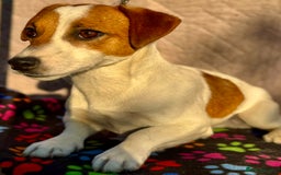 Jack Russell dogs for adoption: Jack’s Story: From Neglect to Hope - Image 3