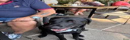 Labrador Retriever dogs for sale: Beautiful Black Labrador - Advert 2