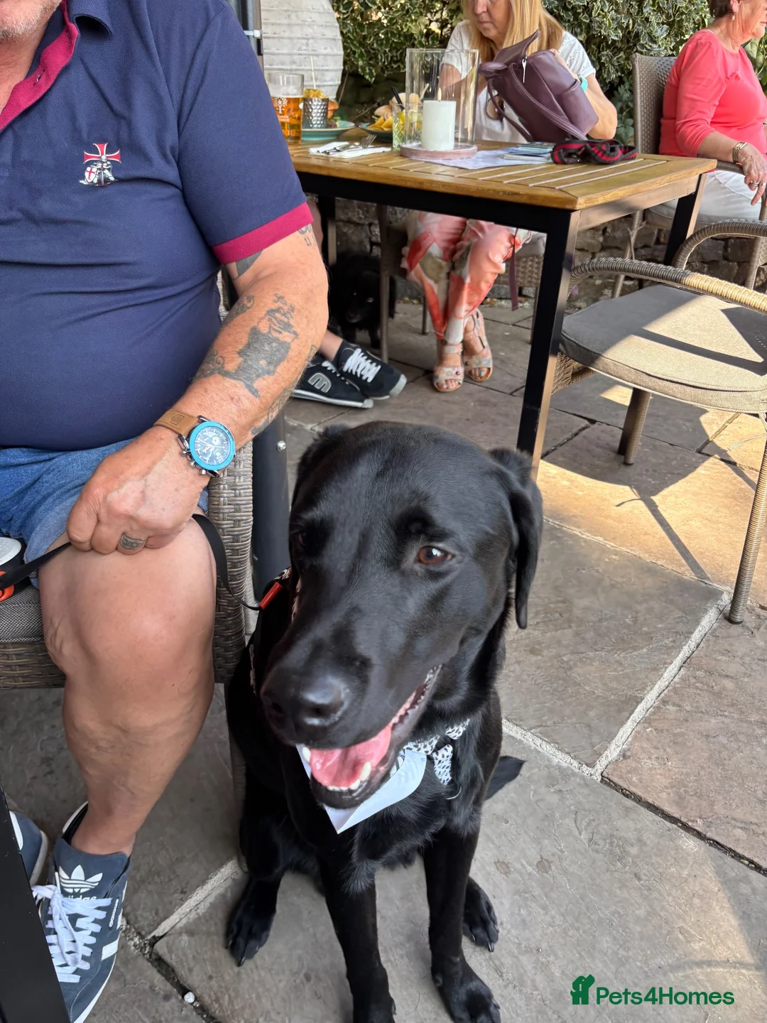 Labrador Retriever dogs for sale: Beautiful Black Labrador - Advert 2