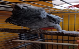 Parrots birds for sale: African Grey Parrot - Image 4