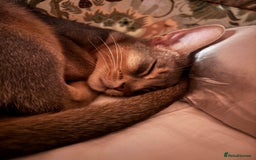 Abyssinian cats for sale: Male Abyssinian Cat Looking for a Loving New Home - Image 6