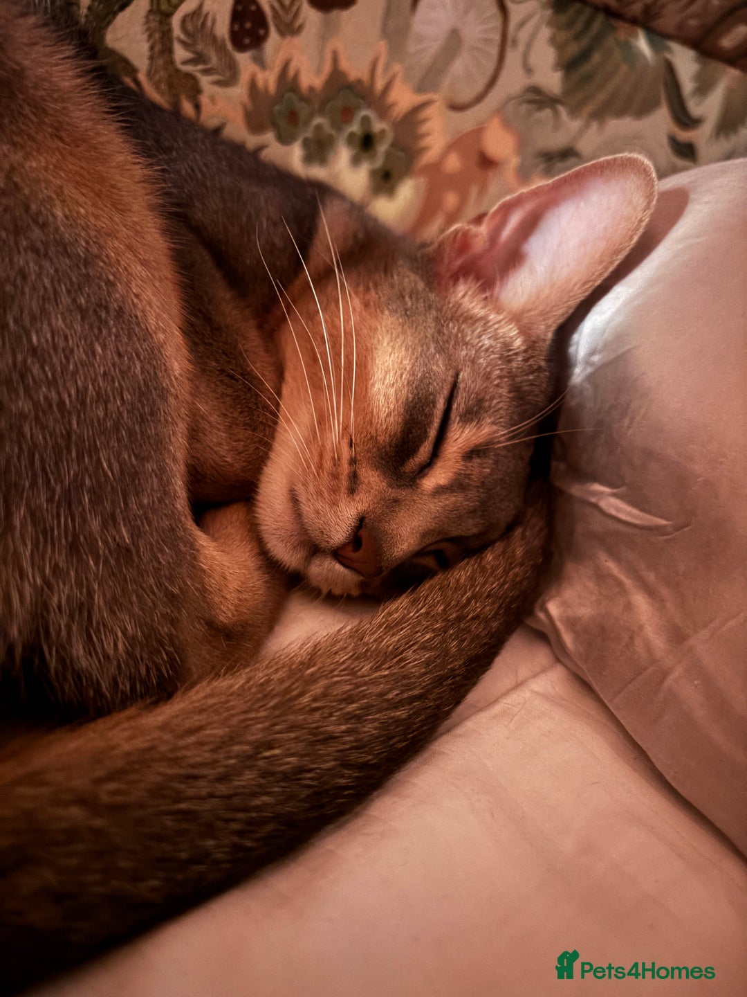 Abyssinian cats for sale: Male Abyssinian Cat Looking for a Loving New Home - Image 6
