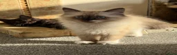 Mixed Breed cats for sale: kittens ready to be loved  - Advert 14
