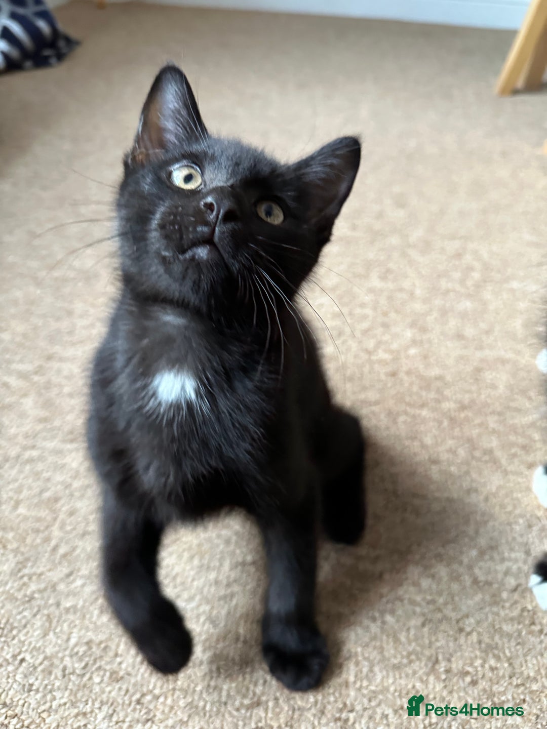 Bombay cats for sale: We have four cats for sale🐈‍⬛ - Image 4