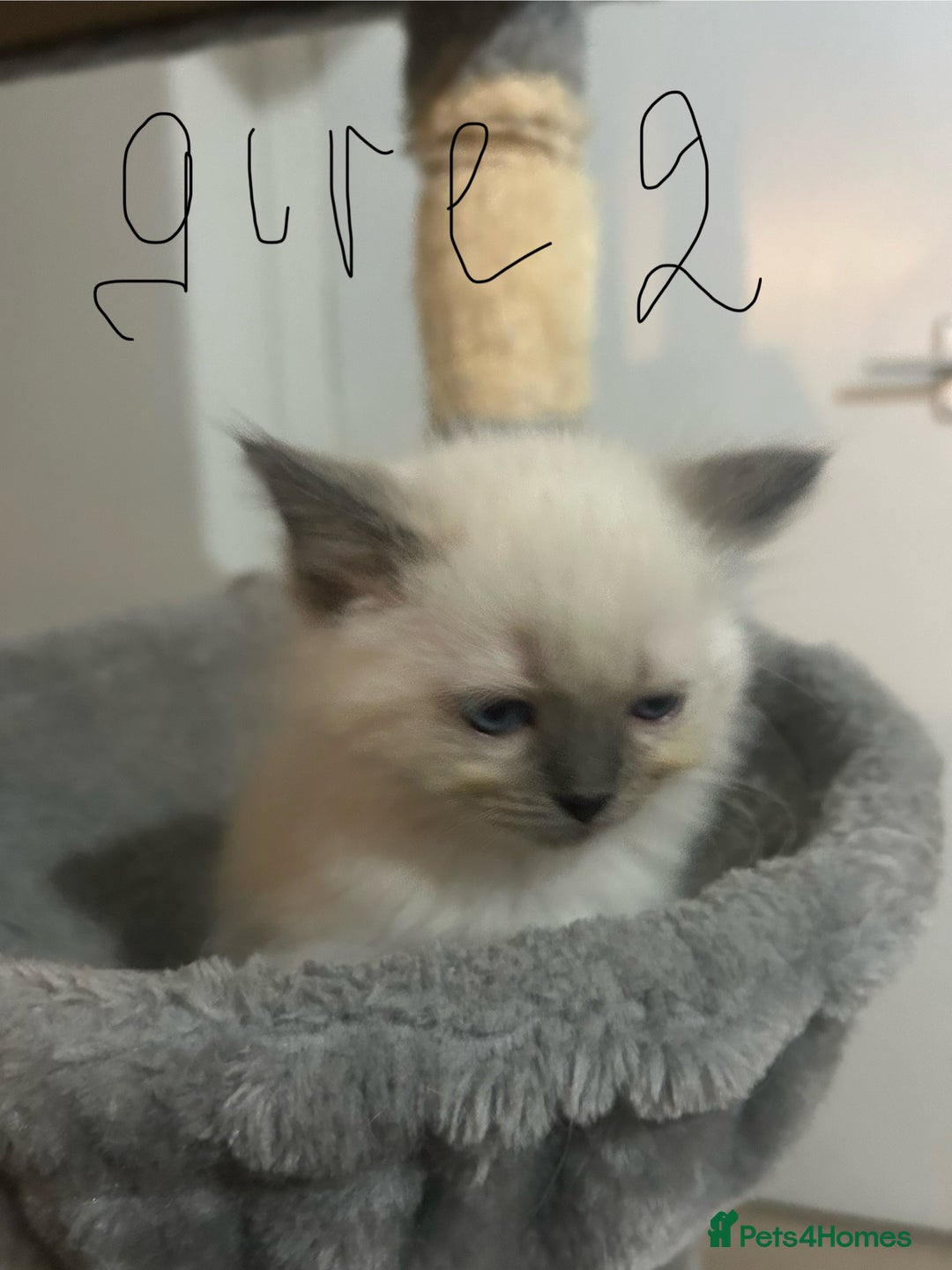 Ragdoll cats for sale: A real ragdoll - Advert 11