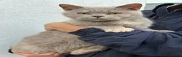 Scottish Fold cats for sale: Scottish fold X BSH - Advert 2