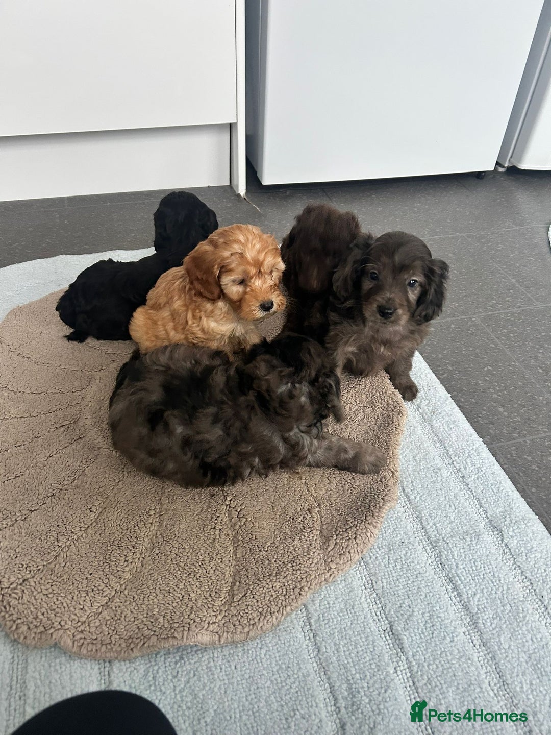 Cockapoo dogs for sale: Beautiful coloured cockapoo pups - Image 4