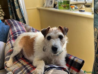 Jack Russell dogs Jack Russell puppies for sale - Advert 6