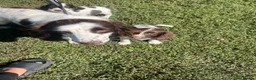 English Springer Spaniel dogs for sale: English springer spaniel pups for sale - Advert 21