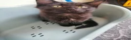 Mixed Breed cats for sale: 😻  kittens 🐾🐈 - Advert 7