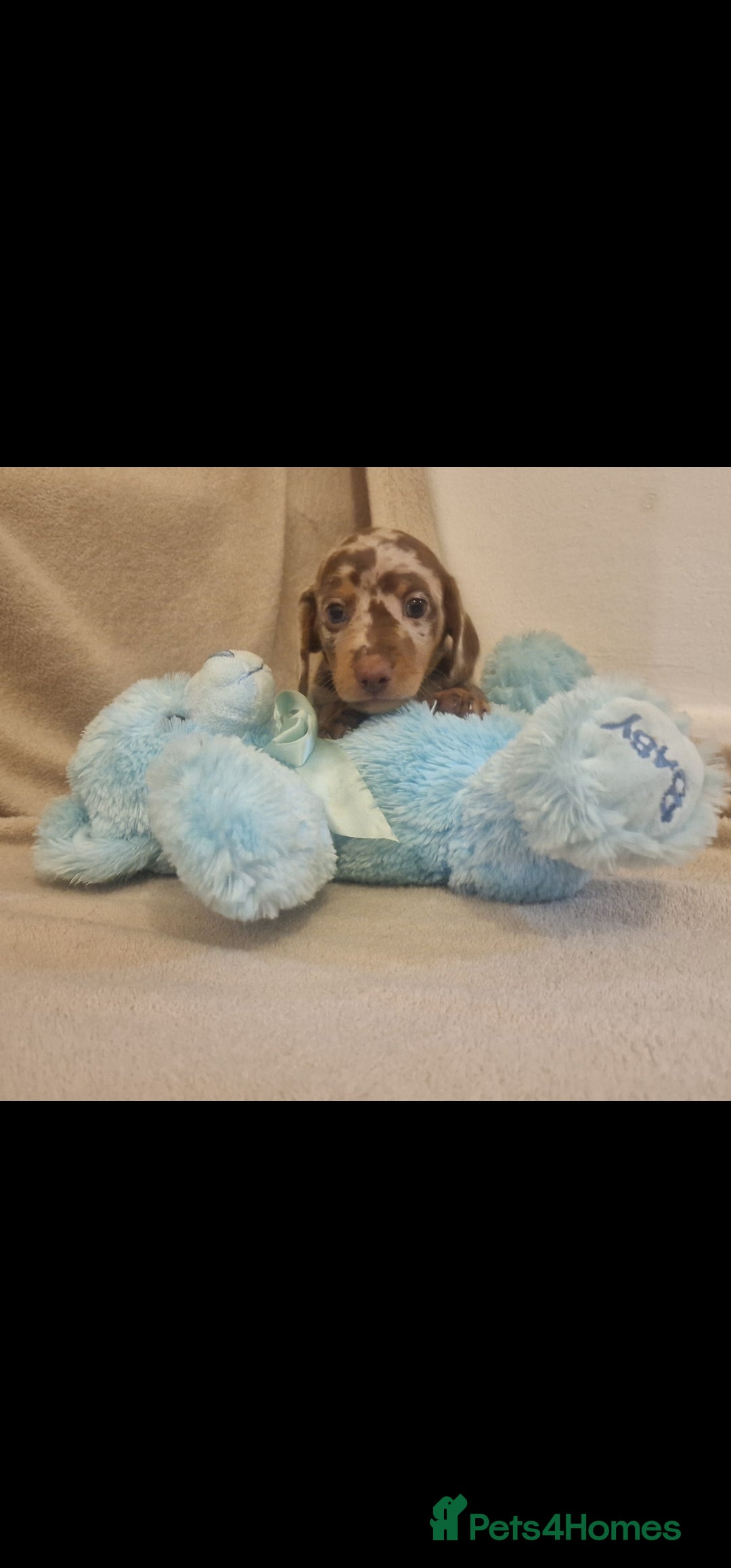 Miniature Dachshund dogs for sale: NICE PUPPPIES MINI DACHSHUND  - Advert 1