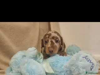 Miniature Dachshund dogs NICE PUPPPIES MINI DACHSHUND - Advert 6