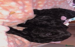 Shihpoo dogs for sale: Beautiful Shihpoos 🐶🐾 - Image 14