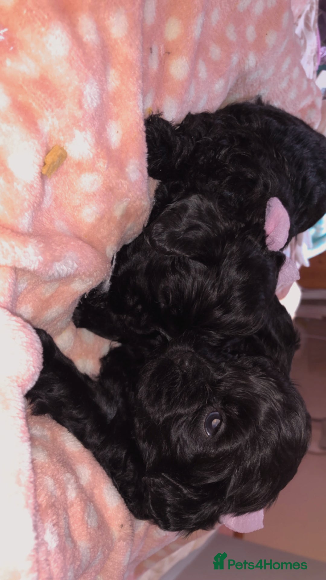 Shihpoo dogs for sale: Beautiful Shihpoos 🐶🐾 - Image 14