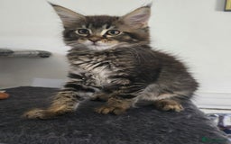 Maine Coon cats for sale: Maine coon kittens  - Image 25