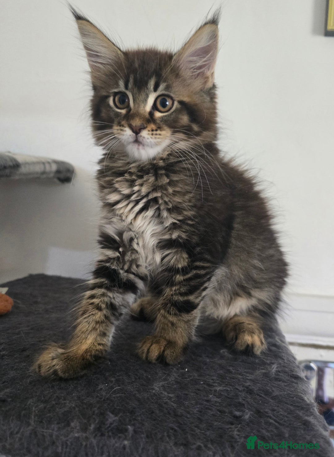 Maine Coon cats for sale: Maine coon kittens  - Image 25