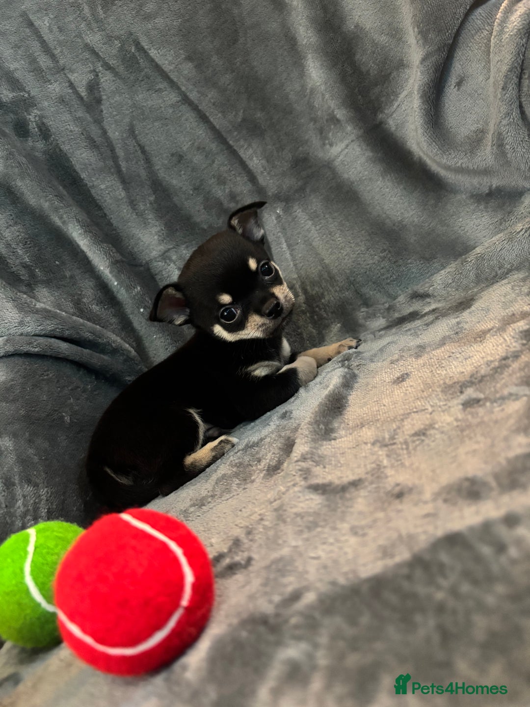 Chihuahua dogs for sale: Chihuahua puppy’s  - Image 11
