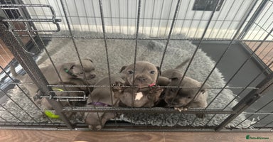 Staffordshire Bull Terrier dogs - Advert 13