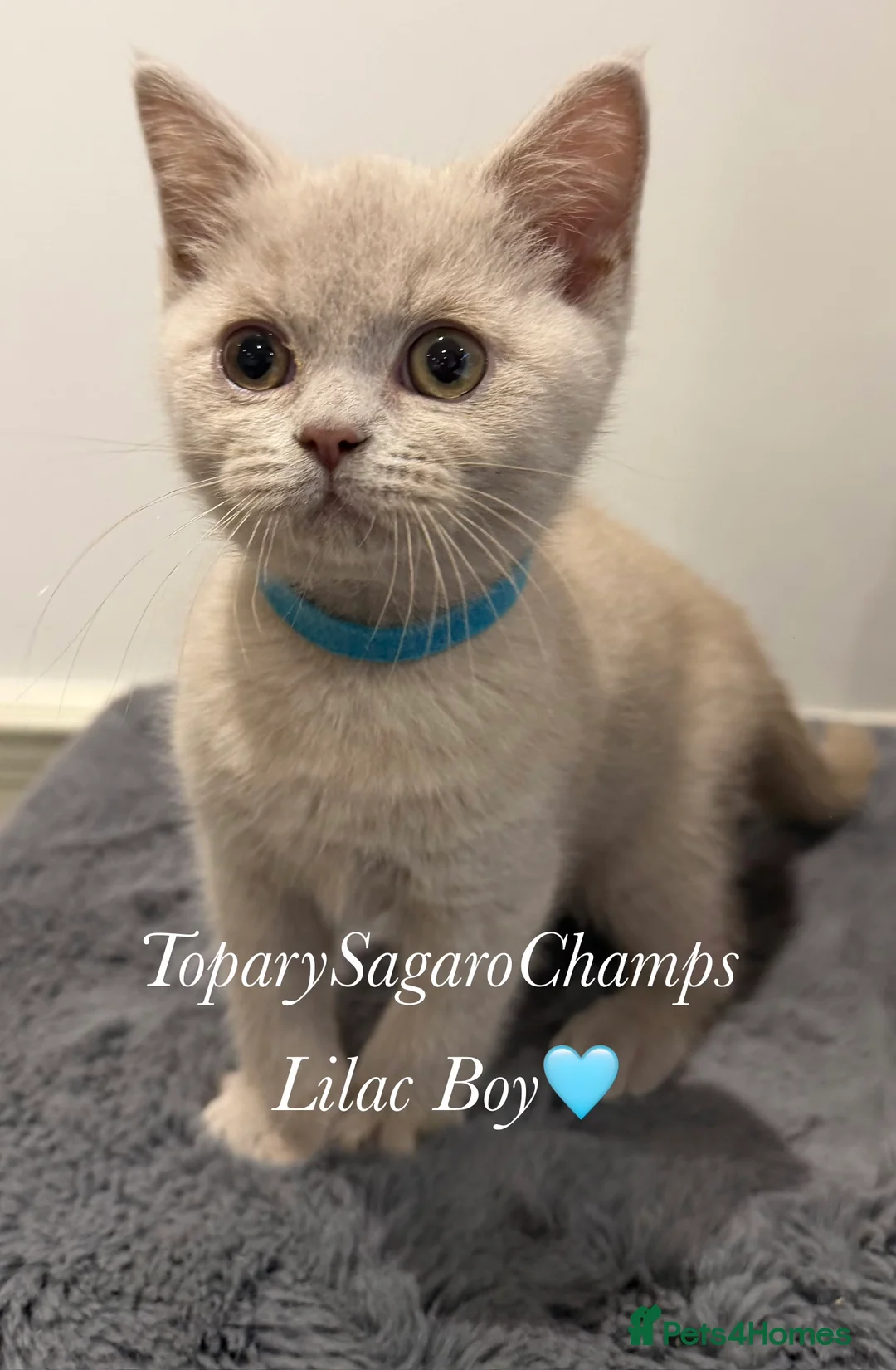 British Shorthair cats for sale: 🐾 Champion British Shorthair Kittens for Sale🐾 - Advert 2