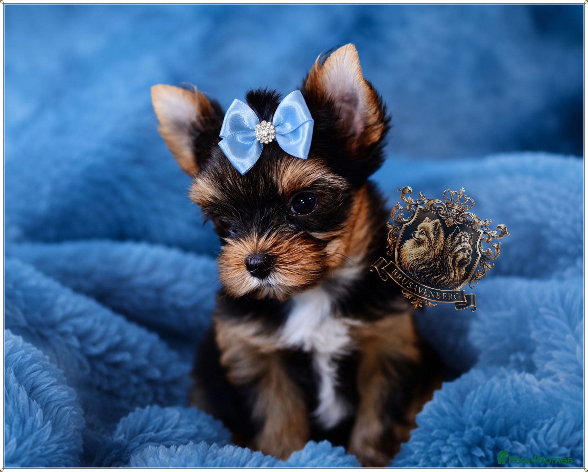Yorkshire Terrier dogs MINIATURE YORKSHIRE TERRIERS KC PARENTS DNA TESTED - Advert 8