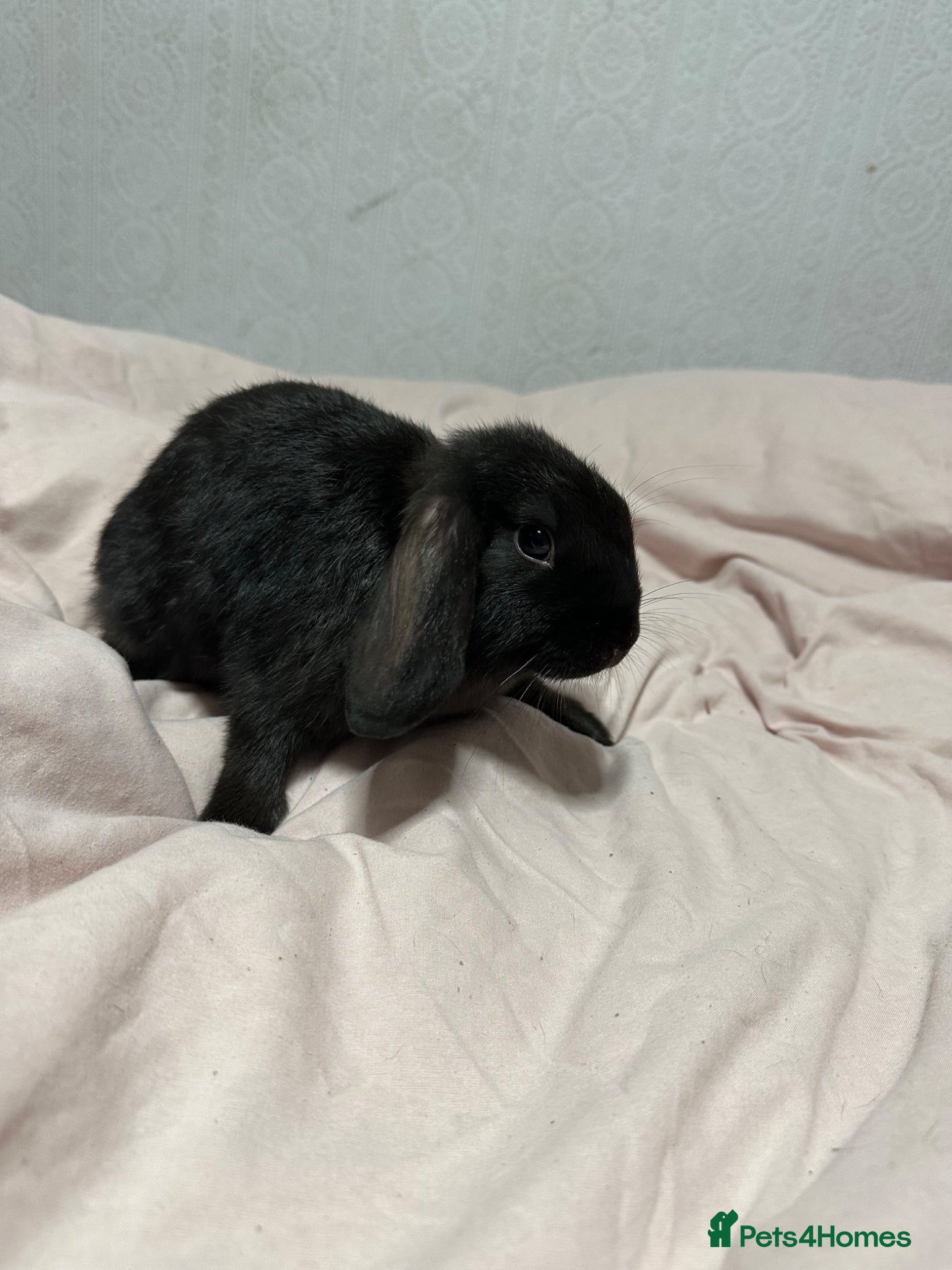 Mini Lop rabbits Beautiful lop bunny - Advert 16