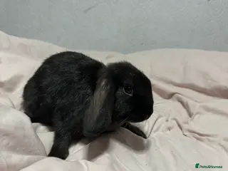 Mini Lop rabbits Beautiful lop bunny - Advert 16