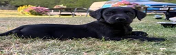 Labrador Retriever dogs for sale: Labrador Puppies in Shrewsbury - Advert 11