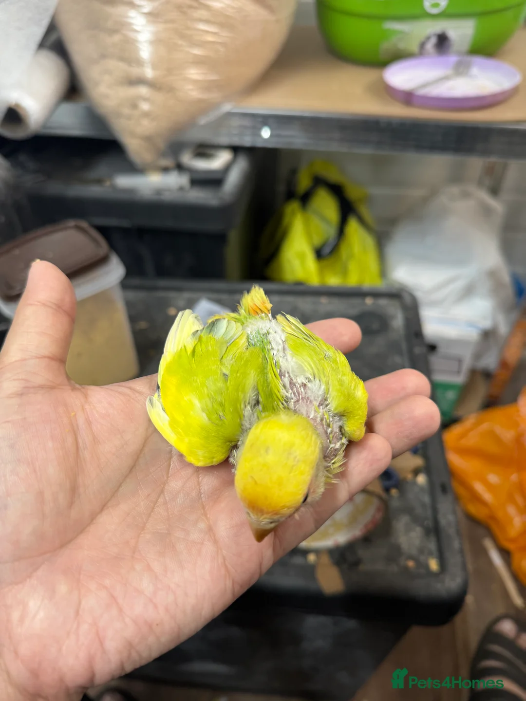 Conures birds for sale: Hand Reared Tame baby conures  - Advert 3