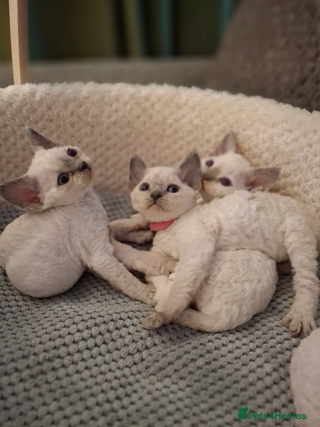 Devon Rex cats for sale: 🌸 Devon Rex with blue eyes FIFE registered  🌸 - Advert 17