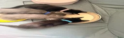 American Shorthair cats for sale: Cute black and grey kittens  in Northampton - Advert 33