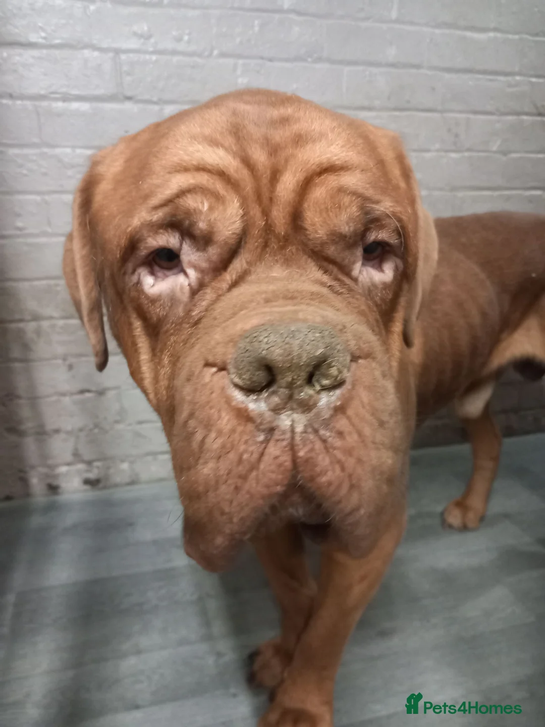 Dogue De Bordeaux dogs for sale: Dogue de bordeax  in Stafford - Advert 3